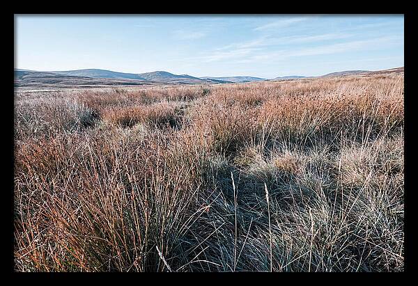 Autumn Grasses Turning Bronze