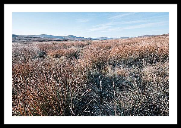 Autumn Grasses Turning Bronze