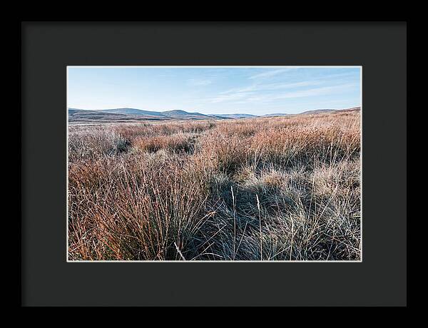 Autumn Grasses Turning Bronze