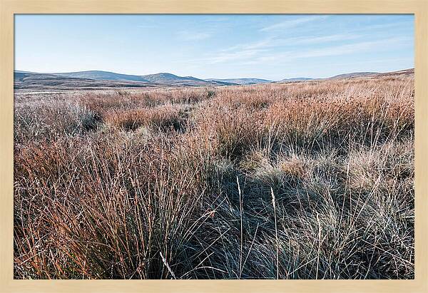 Autumn Grasses Turning Bronze