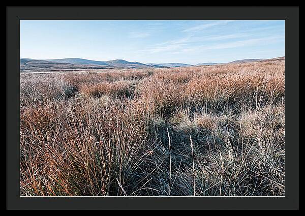 Autumn Grasses Turning Bronze