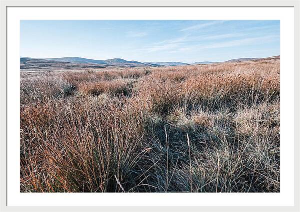 Autumn Grasses Turning Bronze