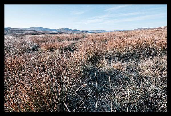 Autumn Grasses Turning Bronze