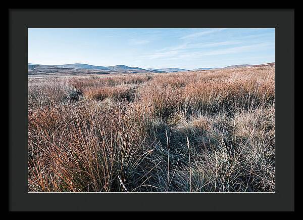Autumn Grasses Turning Bronze