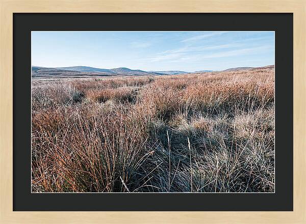 Autumn Grasses Turning Bronze