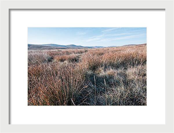 Autumn Grasses Turning Bronze