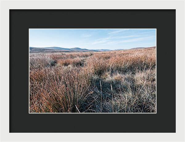 Autumn Grasses Turning Bronze