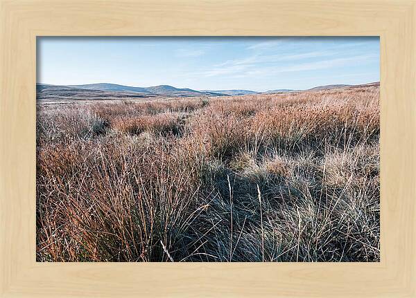 Autumn Grasses Turning Bronze