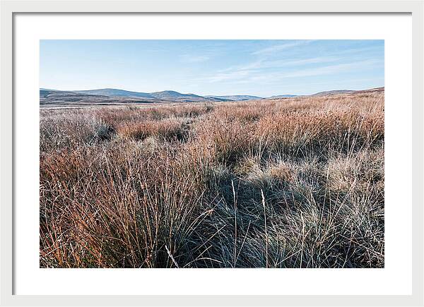 Autumn Grasses Turning Bronze