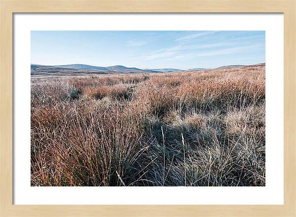 Autumn Grasses Turning Bronze
