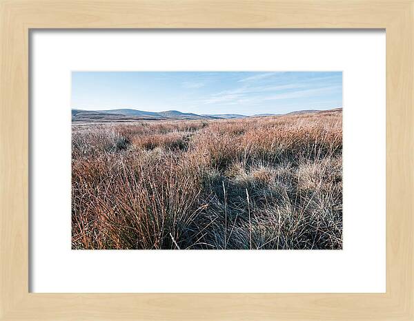 Autumn Grasses Turning Bronze