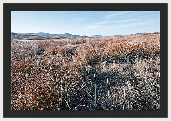 Autumn Grasses Turning Bronze