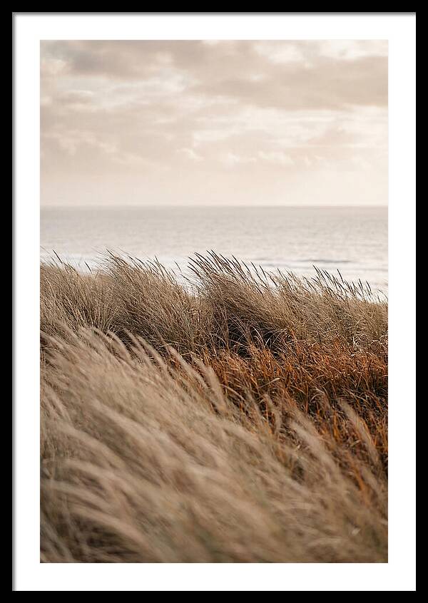 Autumn Grasses Turning Bronze