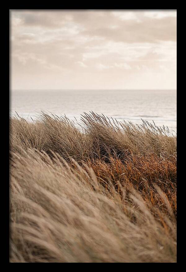 Autumn Grasses Turning Bronze
