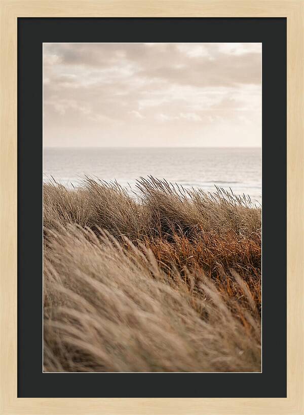 Autumn Grasses Turning Bronze