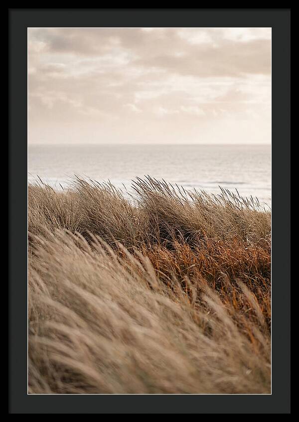 Autumn Grasses Turning Bronze