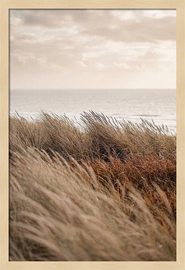 Autumn Grasses Turning Bronze
