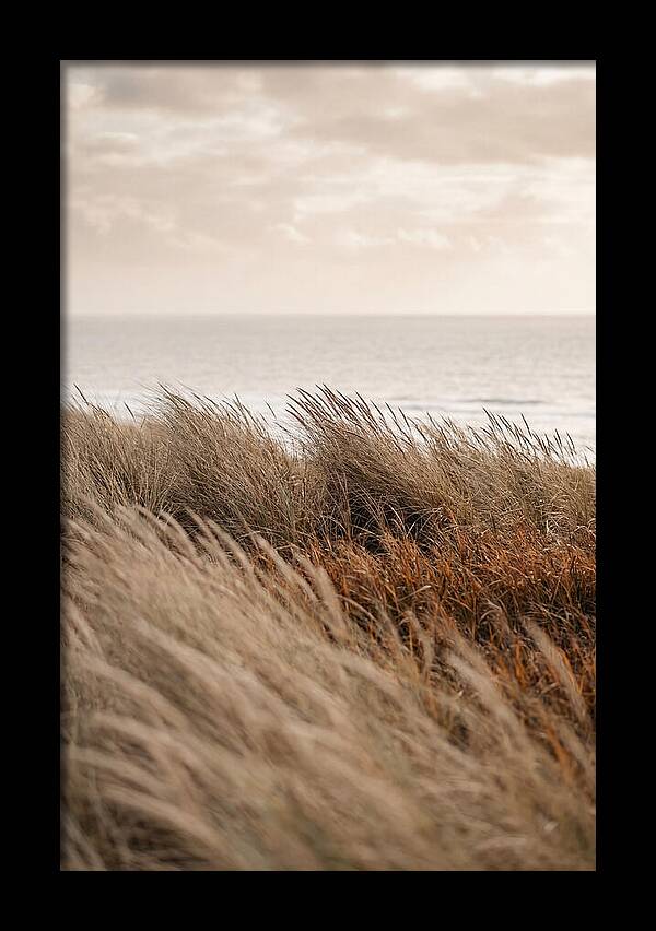 Autumn Grasses Turning Bronze