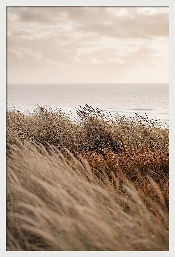 Autumn Grasses Turning Bronze