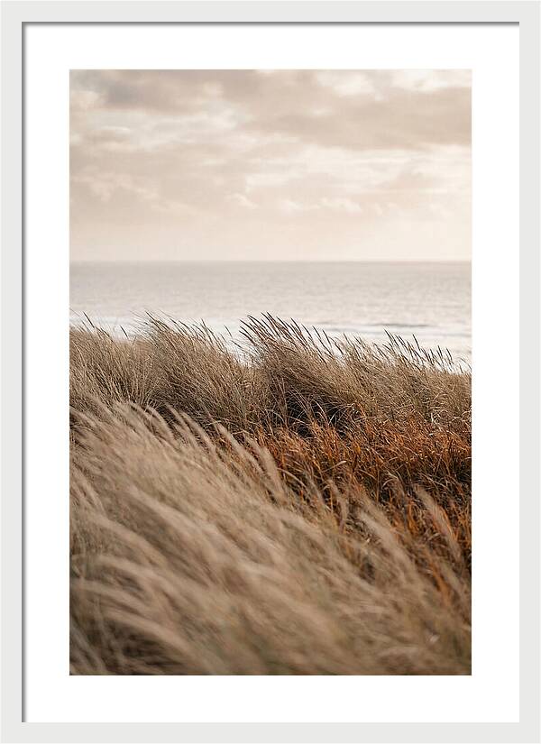 Autumn Grasses Turning Bronze