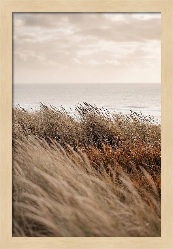 Autumn Grasses Turning Bronze