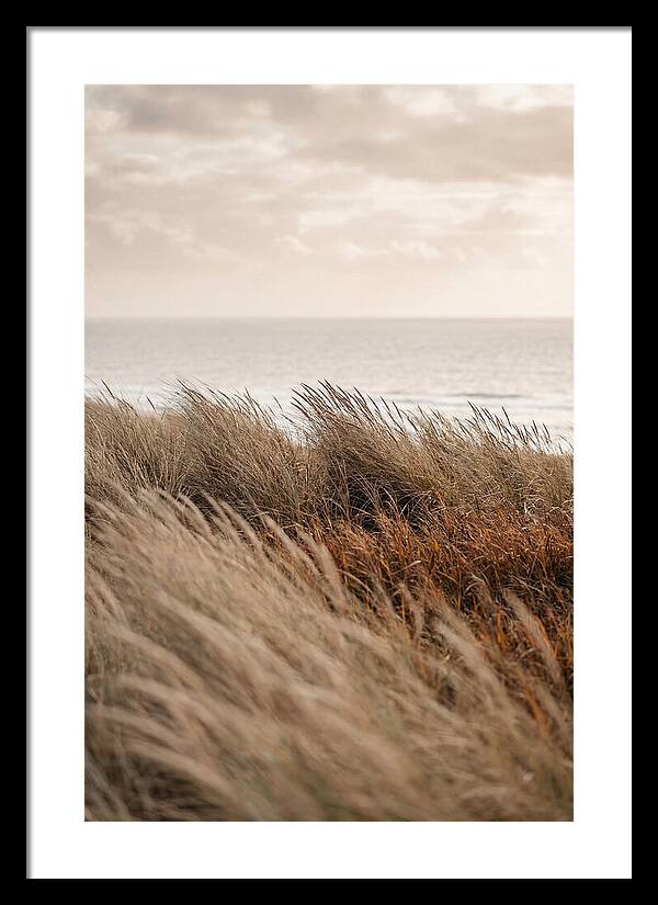 Autumn Grasses Turning Bronze