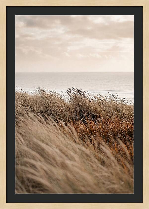 Autumn Grasses Turning Bronze