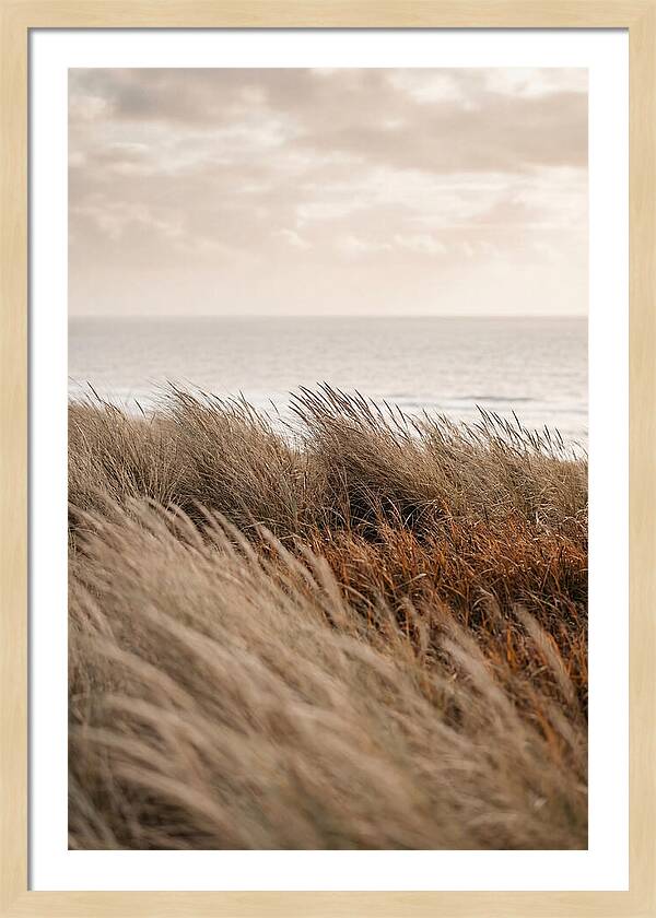 Autumn Grasses Turning Bronze