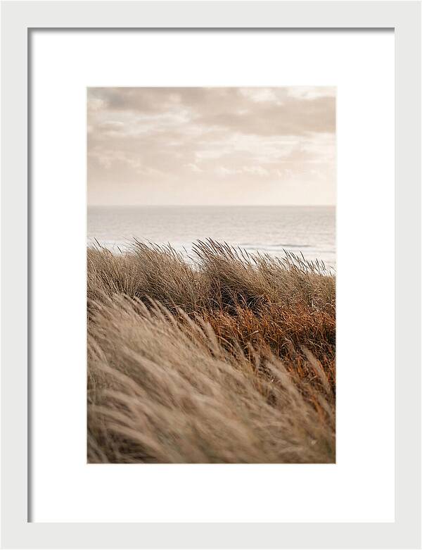 Autumn Grasses Turning Bronze