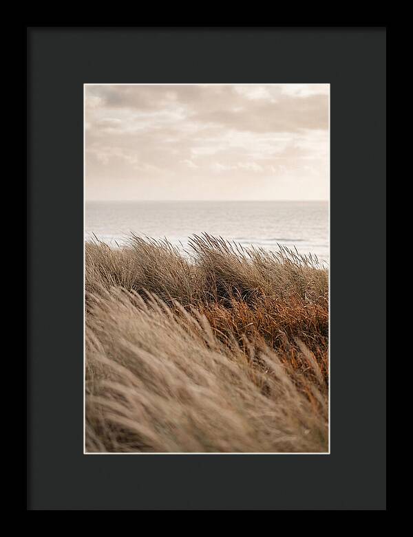 Autumn Grasses Turning Bronze