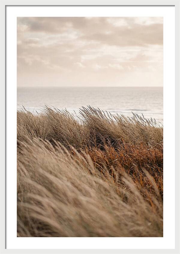 Autumn Grasses Turning Bronze