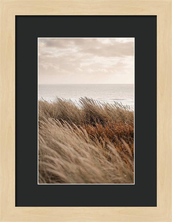 Autumn Grasses Turning Bronze