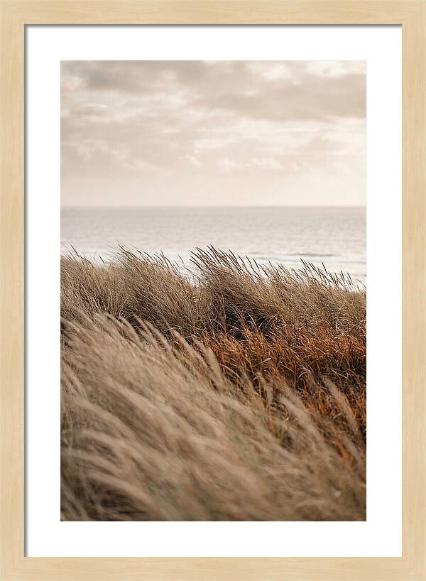 Autumn Grasses Turning Bronze