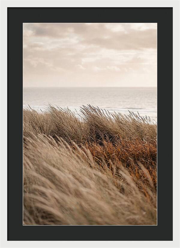 Autumn Grasses Turning Bronze