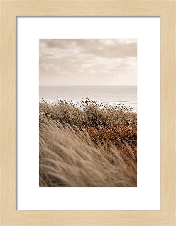 Autumn Grasses Turning Bronze