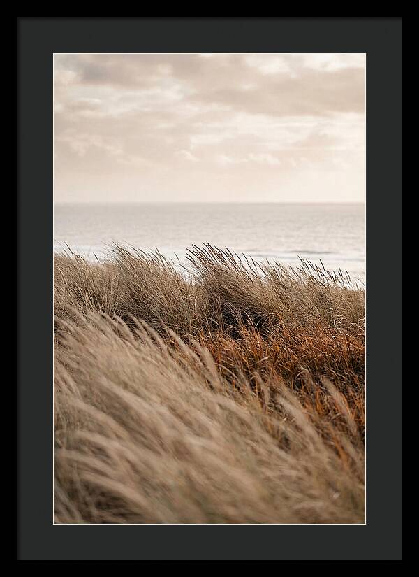 Autumn Grasses Turning Bronze