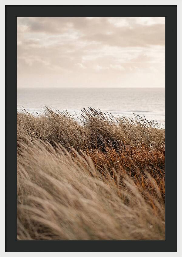 Autumn Grasses Turning Bronze