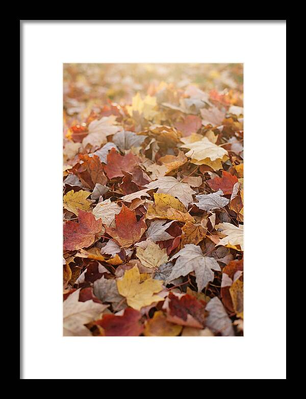 Autumn Leaf Pile Abstract