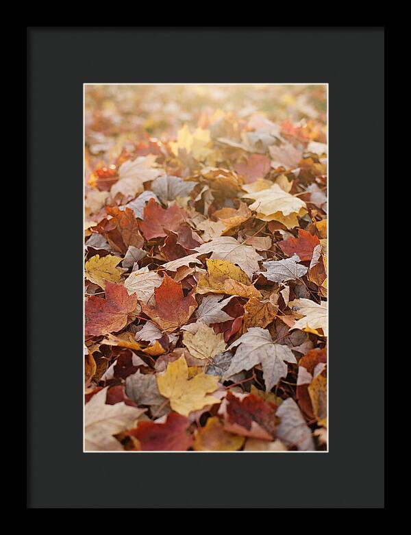 Autumn Leaf Pile Abstract