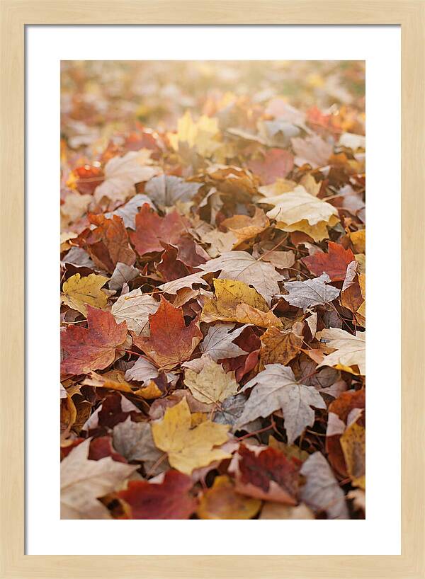 Autumn Leaf Pile Abstract