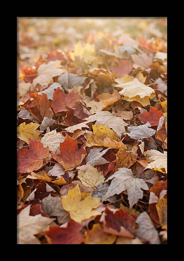 Autumn Leaf Pile Abstract