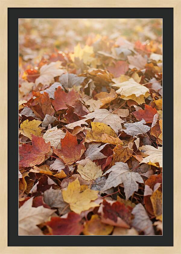 Autumn Leaf Pile Abstract