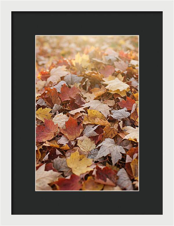 Autumn Leaf Pile Abstract