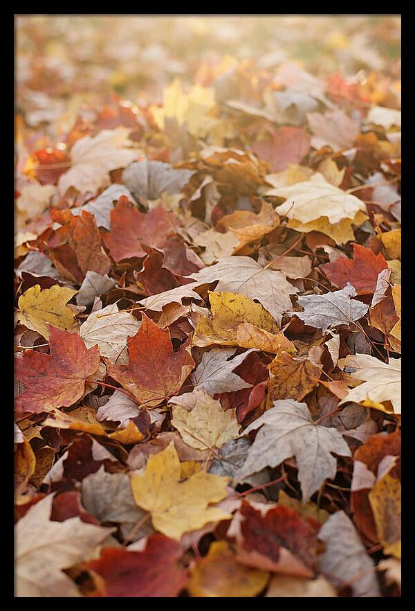 Autumn Leaf Pile Abstract