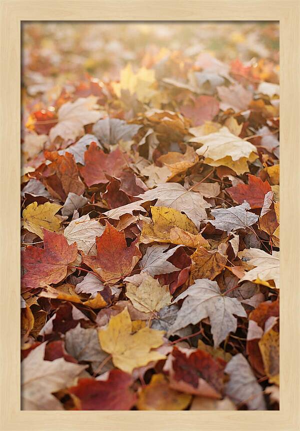 Autumn Leaf Pile Abstract