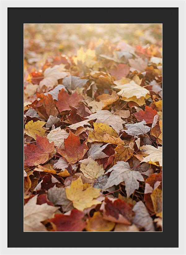 Autumn Leaf Pile Abstract