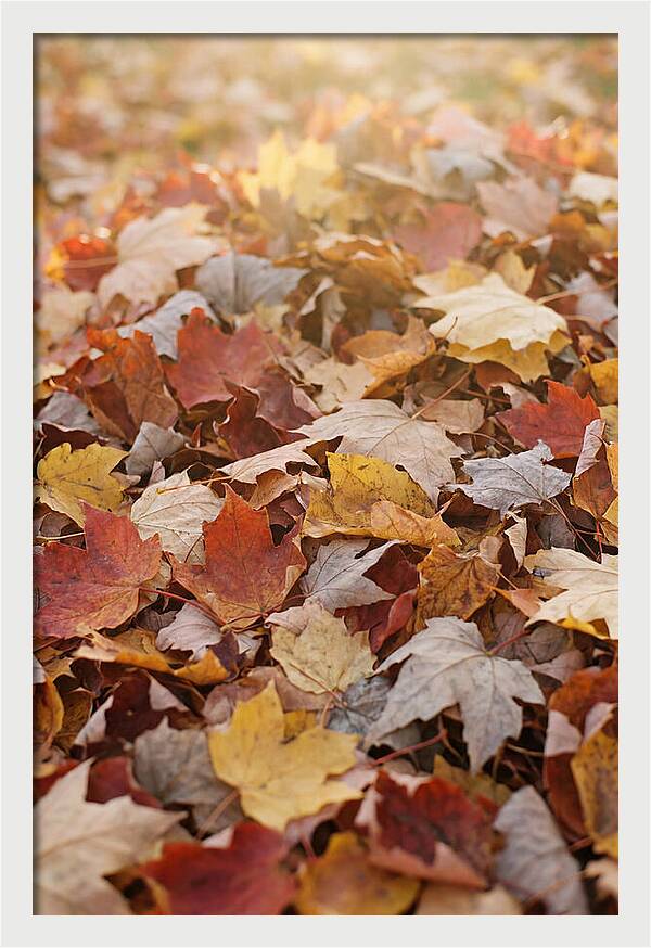 Autumn Leaf Pile Abstract