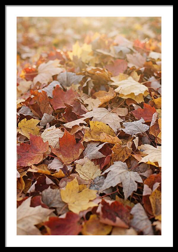 Autumn Leaf Pile Abstract