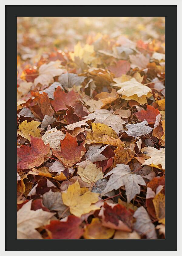 Autumn Leaf Pile Abstract