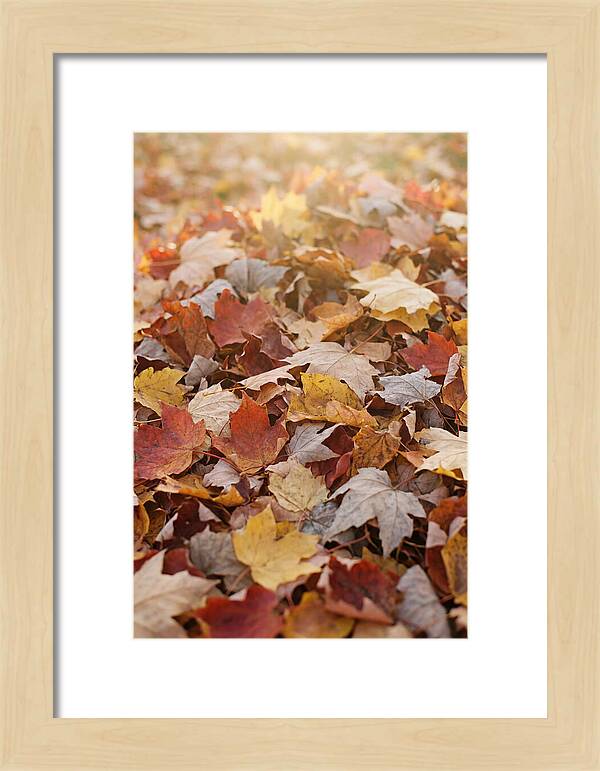 Autumn Leaf Pile Abstract
